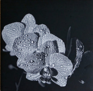 Assorted Orchids : Assorted Orchids (LP,Album,Limited Edition)